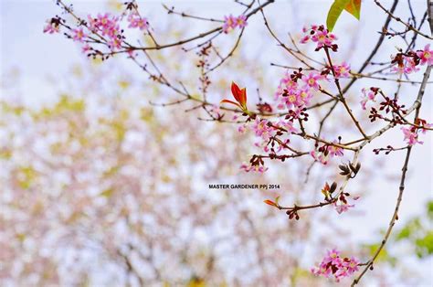Check spelling or type a new query. (GAMBAR) Keindahan Musim Bunga Sakura di Putrajaya, Musim ...