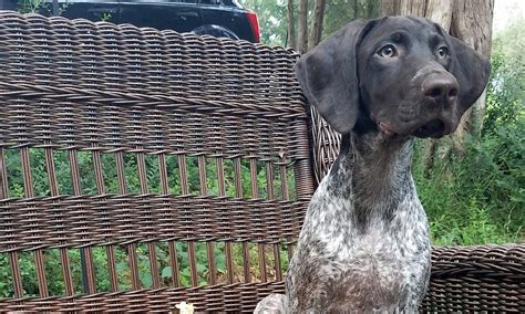 Make excellent companions hunting dogs or sporting dogs. German Shorthaired Pointer Puppies For Sale In Charlotte ...
