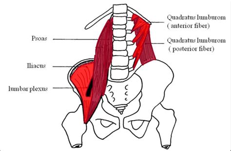 Hip Muscles Diagram Labeled Lower Limb Muscles Labeled Made By