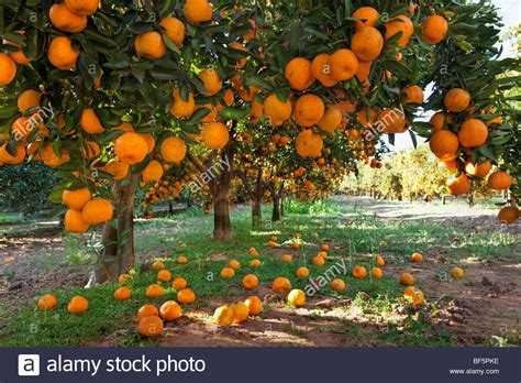 Oranges can only ripen on the tree, and the quality of the fruit begins to deteriorate immediately after picking. Orange laden fruit trees in an orchard | Fruit garden ...