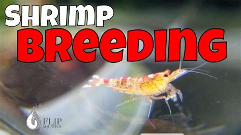 Shrimp Reproduction The Process Youtube