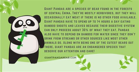 Interesting Facts About The Giant Panda Find Facts - vrogue.co