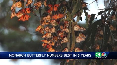Monarch Butterfly Numbers On Central Coast Improve