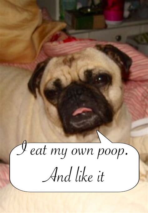 Dog Shaming My Pug Pudge Eats His Own Poop He Is Gross Pug Dogs Pugs