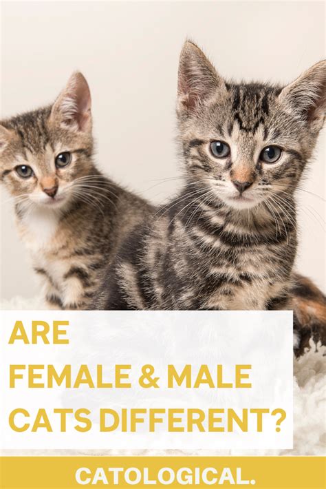 The Differences Between Male And Female Cats How To Tell Cat Genders Cats Cat Facts Funny