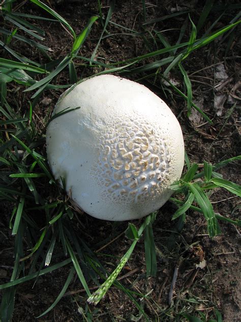 Backyard Mushrooms Identification Id Request Mushrooms Found In