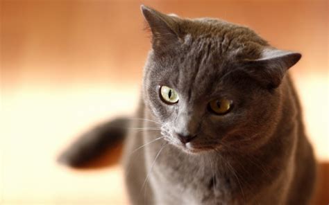 1020482 Black Cat Animals Eyes Nose Whiskers Gray Russian Blue