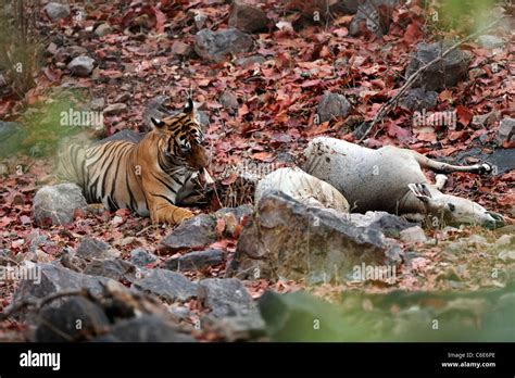 Bengal Tiger Eating A Meal Of Its Kill Nilgai Or Blue Bull Antelope At