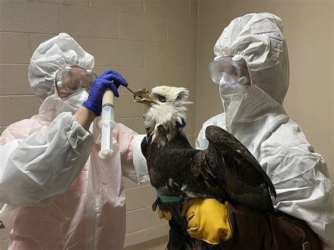 bald eagle found shot in wisconsin dies during surgery jefferson city news tribune