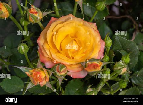 Yellow Rose Blooming With Rosebud In Garden Stock Photo Alamy