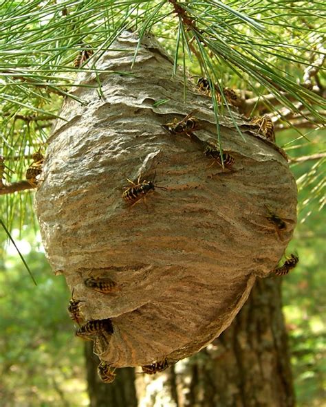 How To Find A Yellow Jacket Nests