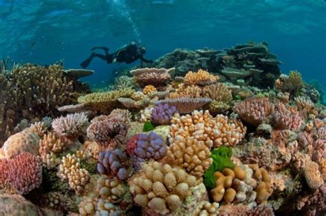 Is The Great Barrier Reef Considered Dead Siowfa16 Science In Our