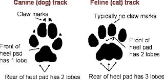 There's a fifth difference between dog & cat tracks that i often find helpful. cat paw print vs dog paw print - Google Search | Cat paw ...