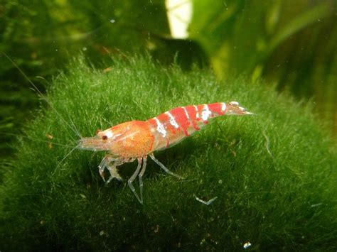 The Best Aquatic Plants For Shrimp Pethelpful