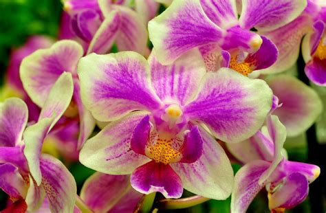 Wallpaper Orchid Flower Two Color Close Up 2500x1640 4kwallpaper