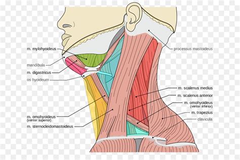 Scalene Muscles Posterior Triangle Of The Neck Torticollis Neck