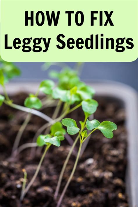 Leggy Seedlings What Causes Them And How To Fix Them High Country Farms