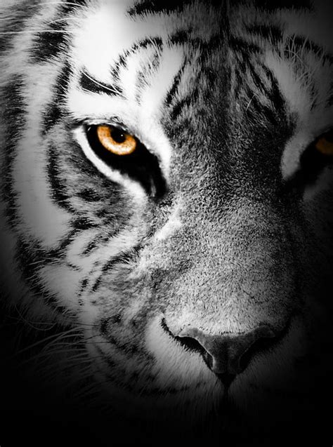 Tiger Face Profile Animal Abstract Stock Photo Image Of White