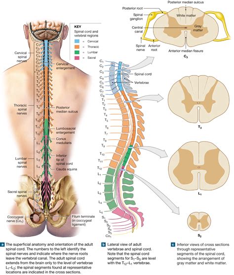 13.2: The spinal cord is surrounded by three meninges and has spinal