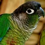 Parrots or psittacines are birds classified in the order psittaciformes. Types of Pet Birds