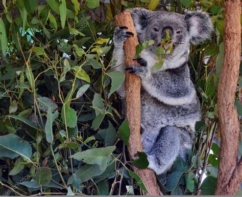 Cute Koala Eating Eucalyptus Leaves — Stock Photo