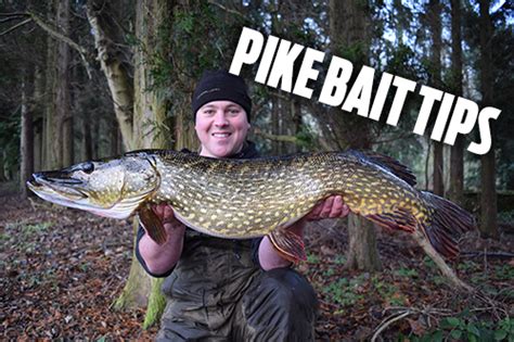 5 Pike Fishing Bait Tips To Help You Catch More — Angling Times