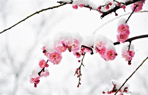 Snow And Sakura Make For Incredible Hanami All About Japan