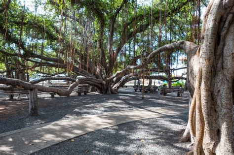 Hawaii Glimpse History Of Maui At 8 Lahaina Sites