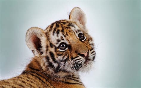 Cute Baby Tiger Wallpapers Wallpaper Cave