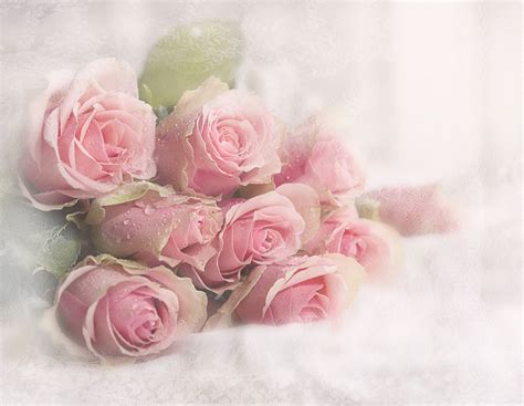 Rose légendes et bulles tiktok arrière plan#shorts Soft Pink Roses Fond d'écran HD | Arrière-Plan | 2048x1588 ...