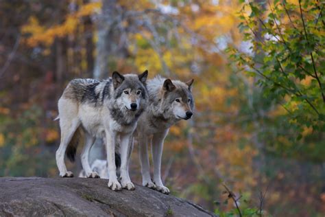 Wisconsin Farm Bureau Supports State Control Of Gray Wolf Population