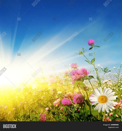 Flower Field On Sunny Day Stock Photo And Stock Images Bigstock
