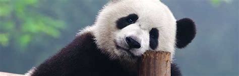 Giant Panda Bear Animal Facts And Information