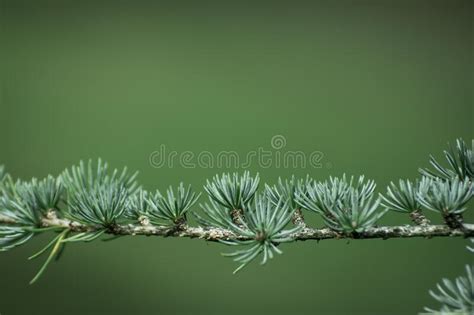 Young Green Shoots Of Coniferous Tree Needles Of Larch Stock Image