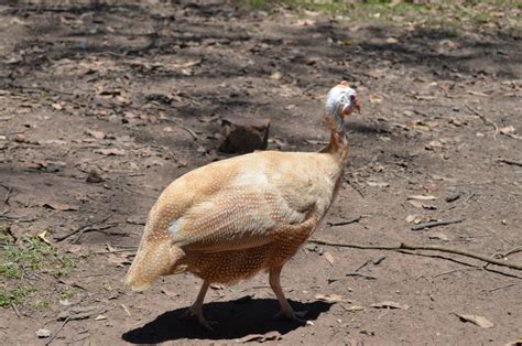 Peach Guinea Fowl Backyard Chickens Learn How To Raise Chickens