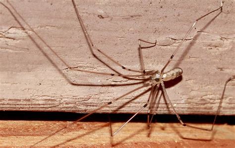 Romney pest control, charles pest control services, inc., ecoguardian pest control, mandm pest and wildlife, llc, all needs pro. Tag - spider control