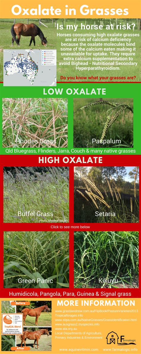 Identifying Common High Oxalate Grasses In Australian Horse Pastures