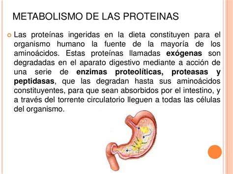 Metabolismo De Proteinas Hot Sex Picture