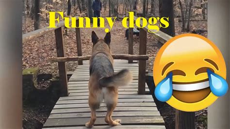 Try Not To Laugh Funny Dog Compilation Reacton Wcharne Youtube