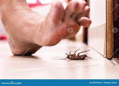 Disgusting Cockroach Pest Stock Image 108151915