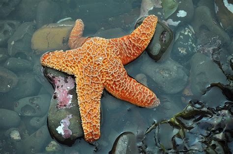 Deadly Starfish Virus Spreading Along Pacific Coast Causing Mass