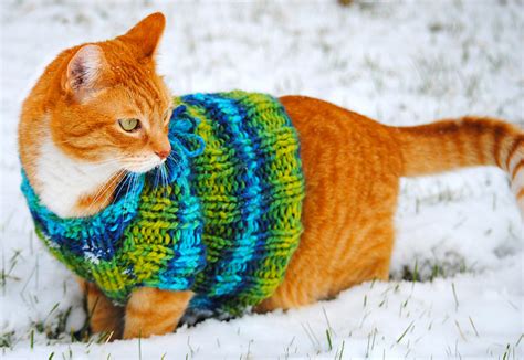 Catalyst Cats Wearing Sweaters
