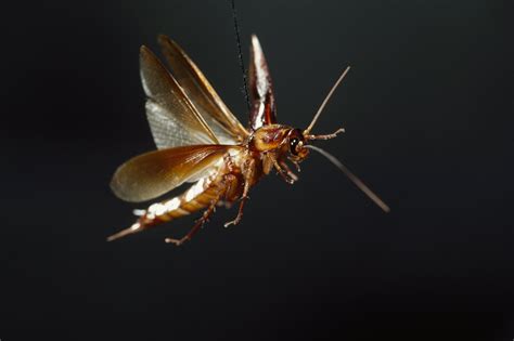 Flying Cockroach Black
