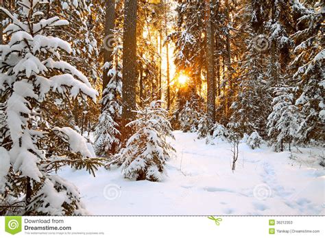 Winter Landscape With Sunset In The Forest Stock Photos