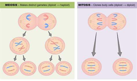 Difference between mitosis and meiosis. Any four differences between mitosis and meiosis? | Socratic