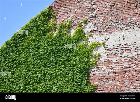 Climbing Plants On The Brick Wall Stock Photo Alamy
