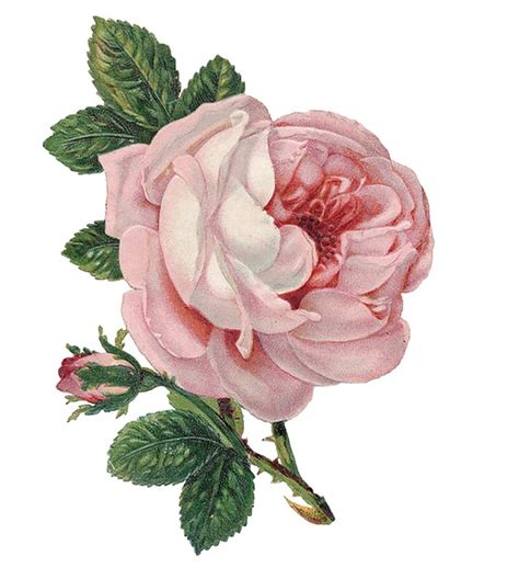 rose flower vintage free image on pixabay