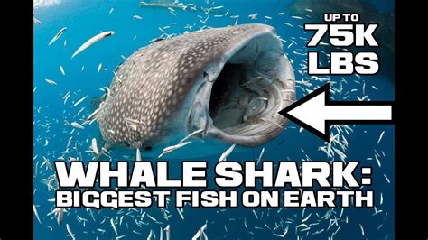 Whale Shark Facts The 75000 Pound Fish Animal A Day Sharkweek