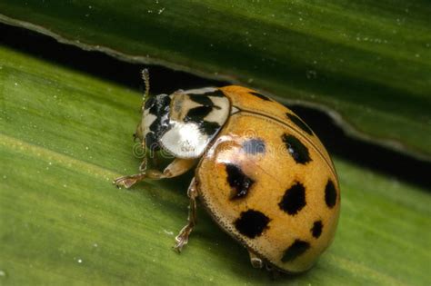 Brown And Black Ladybug On A Plant Stock Photo Image Of Beauty