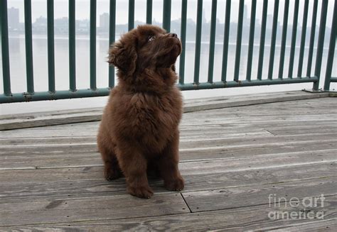 Sweet Brown Newfie Puppy Dog On A River Walk Photograph By Dejavu